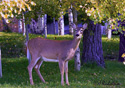 Odocoileus virginianus